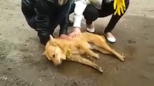 В Черновцах травят собак