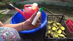 Раствор для обработки картофеля перед посадкой