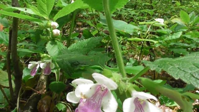 Melittis melissophyllum, is a species of flowering plant in the mint family Lamiaceae смотреть онлайн
