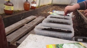 Пора сеять капусту на рассаду в теплице.31.03.2020