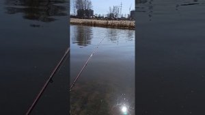 20 апреля 2021 - Рыбалка за "Ашаном"