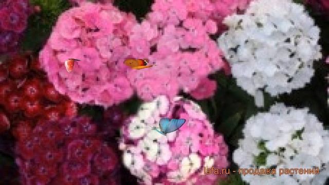 Гвоздика турецкий Микс ? турецкий гвоздика Микс обзор: как сажать, семена гвоздики Микс смотреть онлайн