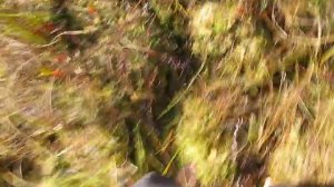 Босиком по Подмосковным   болотам )