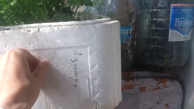 Огород на балконе от 7 мая : обилие петрушки, лука, чеснока и укропа смотреть онлайн