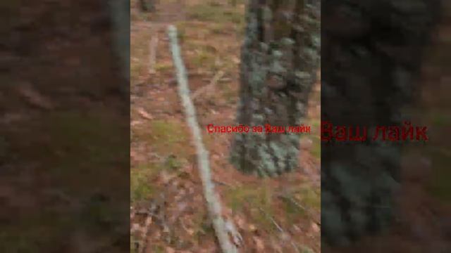 Огромная серая рядовка - подзелёнка.