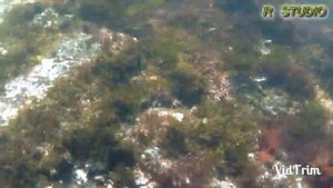 Добываем и едим морского ежа (Владивосток о. Русский) Приморский край