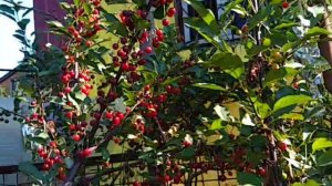 Защита ягод вишни от птиц. Сад Копейки