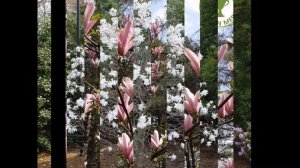 МАГНОЛИЯ  (MAGNOLIA)  сем. Магнолиевые