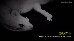 6 фактов об эублефаре (это ящерица такая)