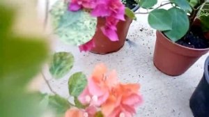 Красивоцветущий экзот. Бугенвиллия.