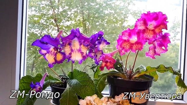 Обзор Новинок 2020 г.  Стрептокарпусы сорта ZM.