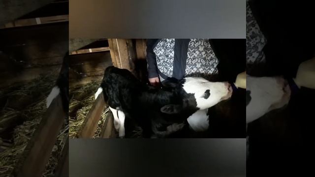 Теленок  родился! ?Давайте придумаем ему кличку!
