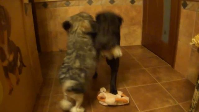 Щенок за $30 000_ одна из самых дорогих и древнейших пород собак! смотреть онлайн