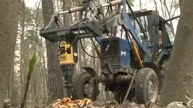 Санитарная вырубка деревьев в Томилинском лесопарке