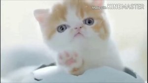 Милые котята вылупляются из яиц