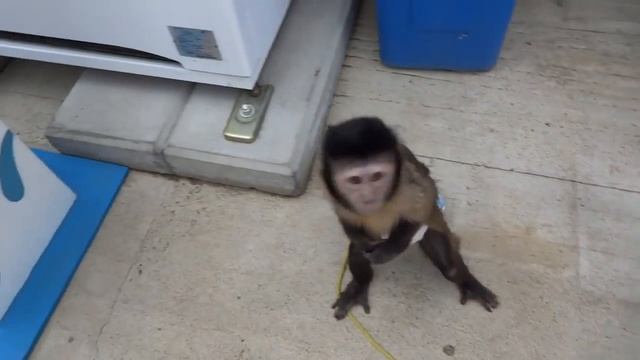 Забавный капуцин