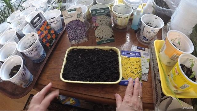 Алиссум (лобулярия), посев на рассаду смотреть онлайн