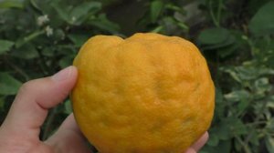 Мандарин "Королевский" \ C. deliciosa "Geleking" \ Citrus nobilis "Geleking" \ "Yellow King"