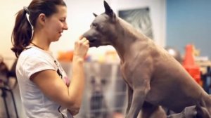 тайский риджбек