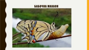 Красная книга Омской области