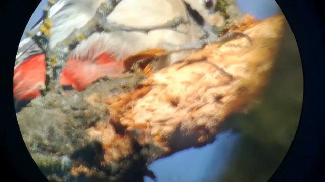 SkyWatcher 114/500 + 4mm eyepiece + Mobile phone - Woodpecker смотреть онлайн