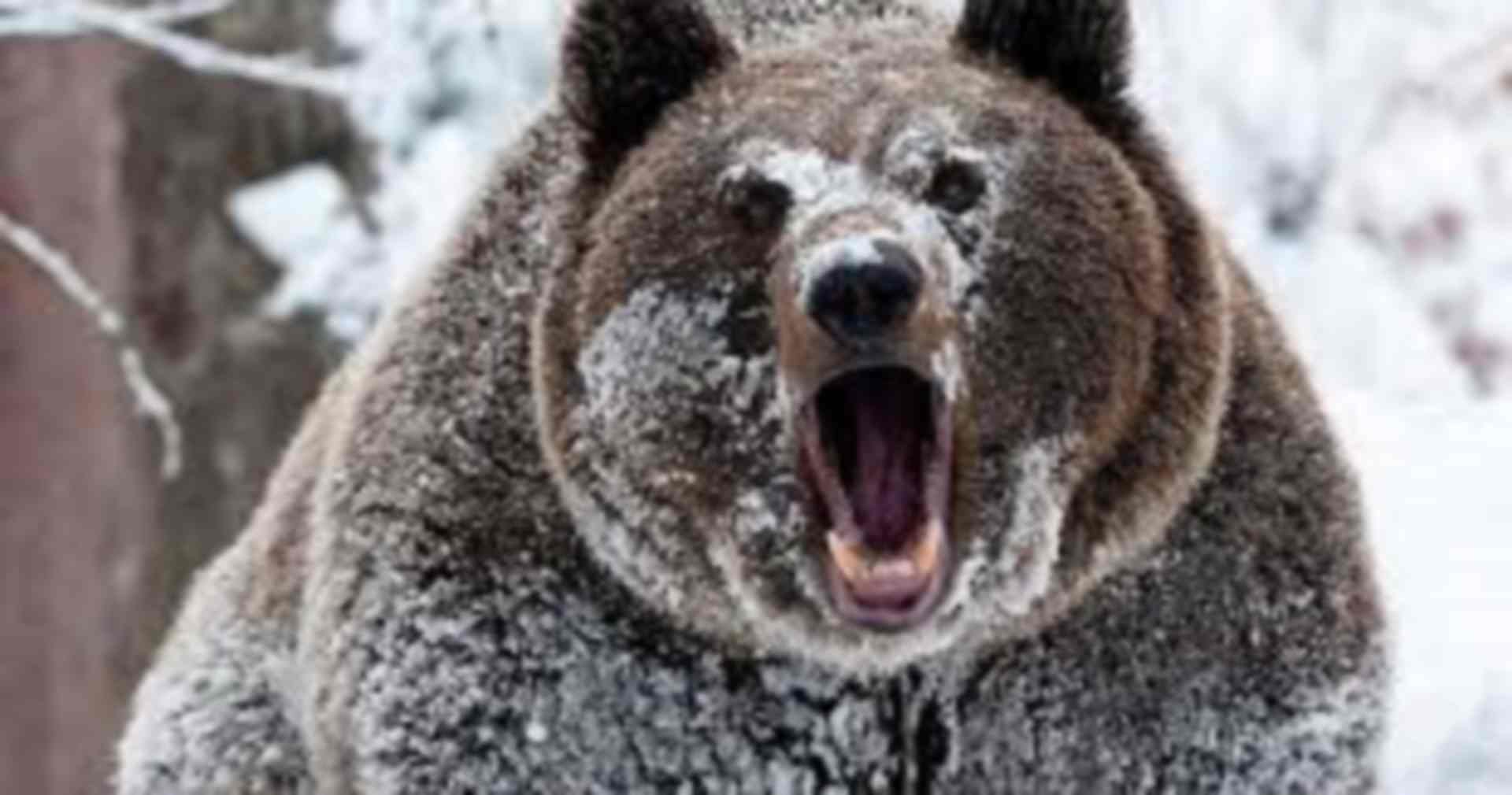 Опасная встреча зимой с медведем. Интересные истории про животных. Аудио рассказы.