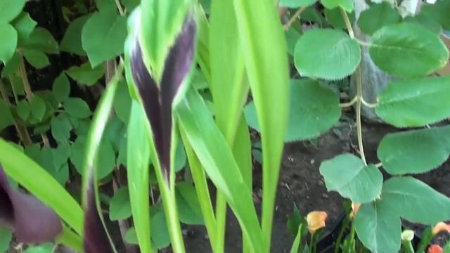 Все о прекрасной калле.Садовые каллы.