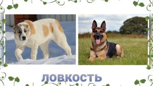 кто сильнее алабай или немецкая овчарка