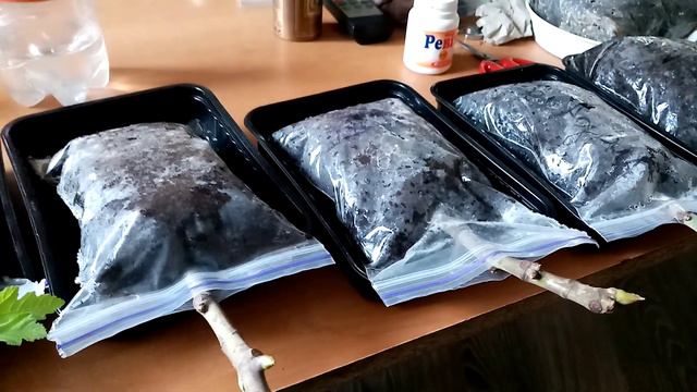 Инжир черенки, укоренение по сортам. смотреть онлайн