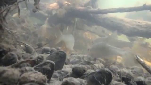 Калужская плотва. смотреть онлайн