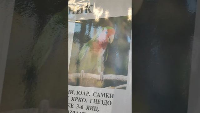 Поход 5 "А" в зоопарке в Липецке смотреть онлайн