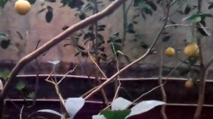 Дерево сад. Лимон - кинкан(кумкват).