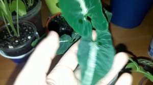 Комнатные  растения. Сингониумы, филодендроны, сциндапсусы и плющ.