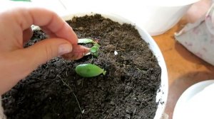 ДЕНЕЖНОЕ дерево - это просто! / Размножение, обрезка и пересадка / Crassula