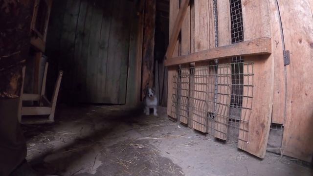Щенки ЛАЙКИ которым 1 месяц / От рабочих родителей