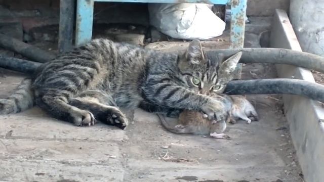 Кот и крыса, бойня и кровища! смотреть онлайн