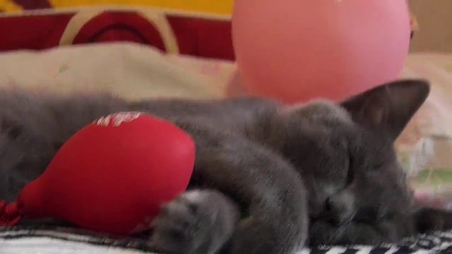 С ДНЁМ РОЖДЕНИЯ ИРА от КотоБарса смотреть онлайн