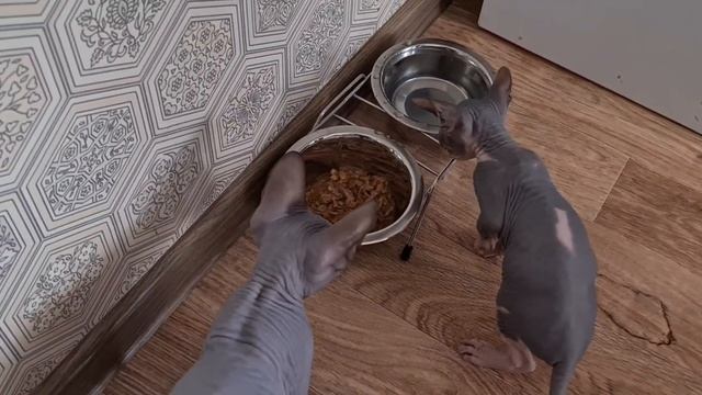 Сюрприз детям, незабываемые эмоции/Пара сфинксов.