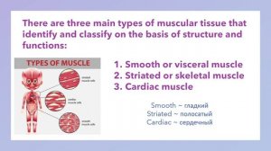 Медицинский английский для студентов: мышечная система // Medical English: Muscules