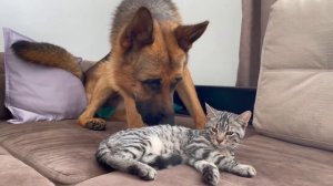 Забавная реакция немецкой овчарки на ленивого кота