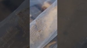 спайка тепличной пленки утюгом - первый опыт и сразу нюансы