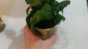 Гибискус после обрезки./Hibiscus pruning