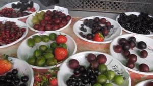 Дегустация крыжовника на Комаровке в 20 году