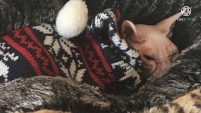 Мужчина потребовал усыпить свою здоровую кошку, когда ветеринар узнал это, он тут же выгнал хозяина смотреть онлайн