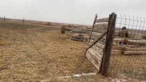 Жизнь калмыцких чабанов.