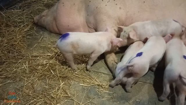 Вес поросят в две недели. Прокалываю второй раз железо поросятам. Строю клетку для свиней 4*3. смотреть онлайн