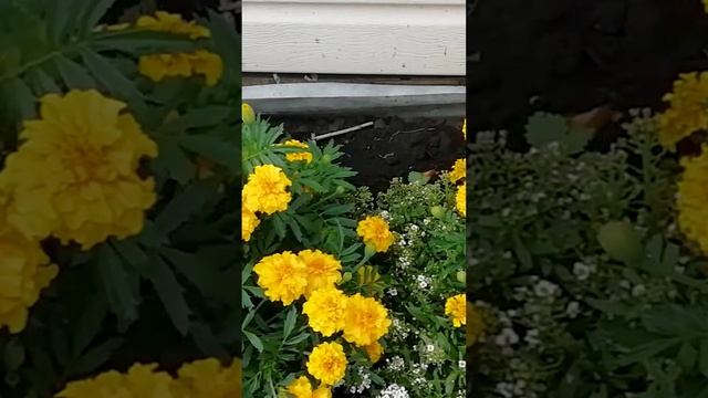 Бархатцы и Агератум.?