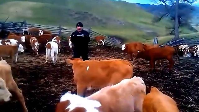 Телята симментальской и красно-степной породы.