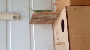Волнистый попугай как самка выбирает гнездо