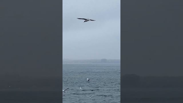 Мармурове море/ Стамбул/ Sea of Marmara/ Istanbul